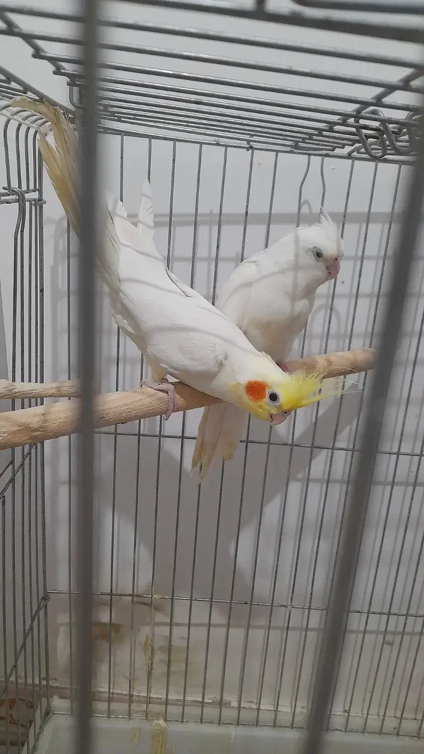 عروس هلندی مولد آلبینو با یک جوجه|پرنده|رباط‌کریم, نصیرشهر|دیوار