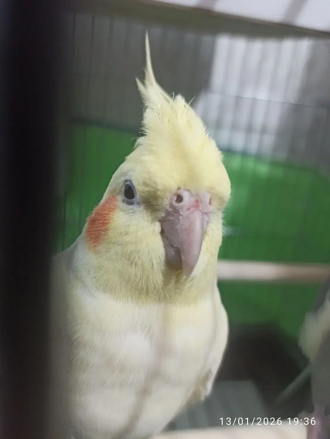 عروس هلندی|پرنده|دهگلان, |دیوار