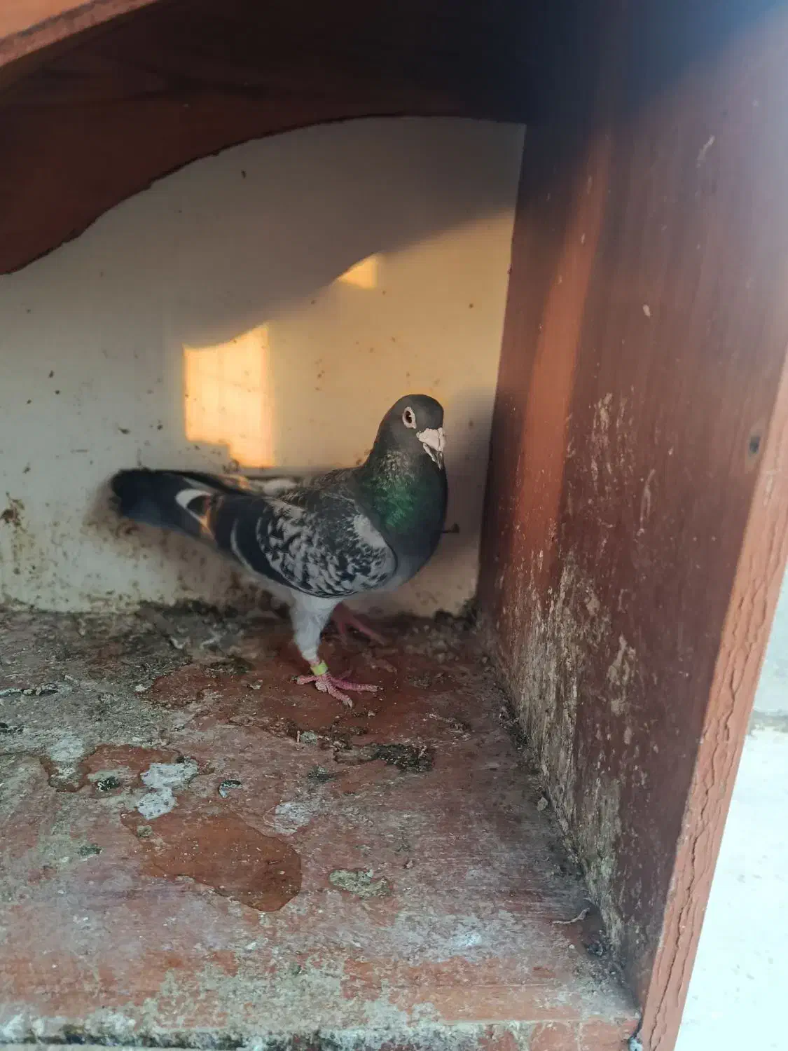 کبوتر صید|پرنده|مشهد, محمدآباد|دیوار