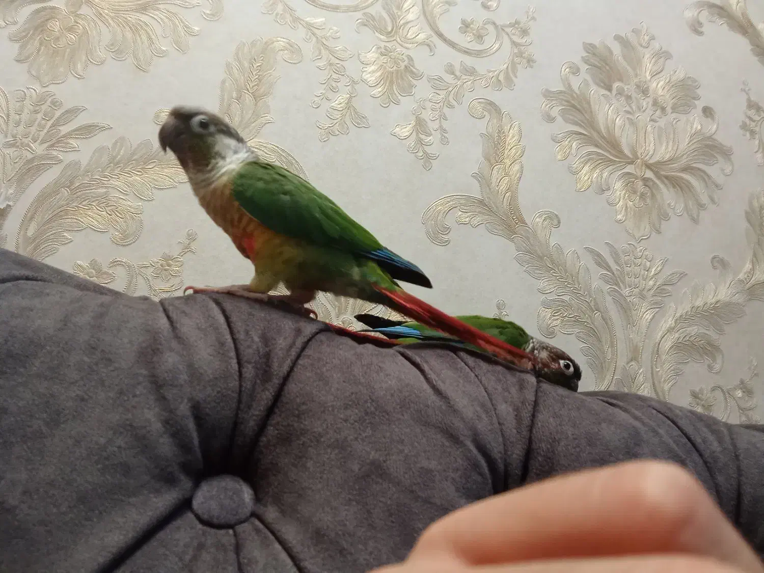 گیرینچیک جفت|پرنده|مشهد, رده|دیوار