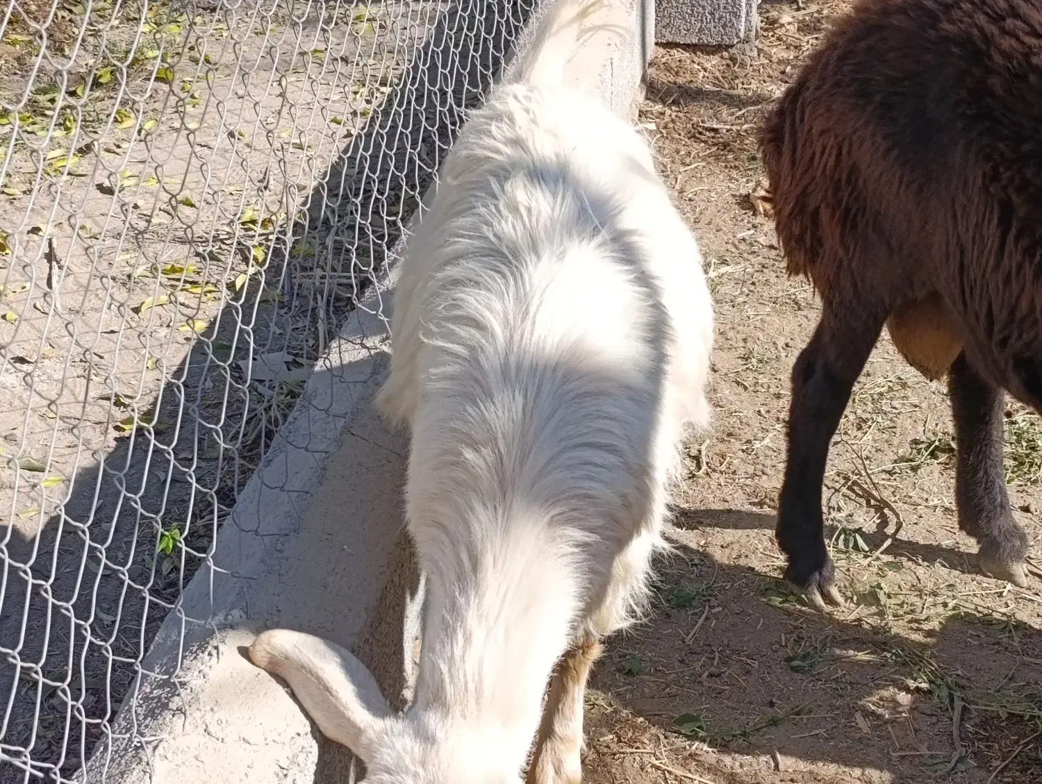 بز پرشیر و بزغاله چاق|حیوانات مزرعه|آذرشهر, |دیوار