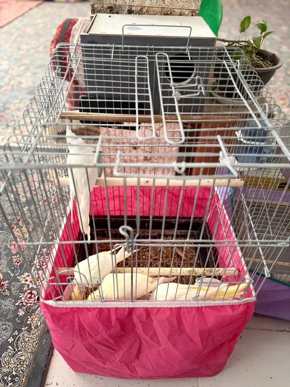 عروس هلندی|پرنده|سیرجان, |دیوار