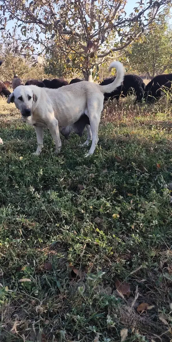 سگ نروماده|سگ|نالوس, |دیوار