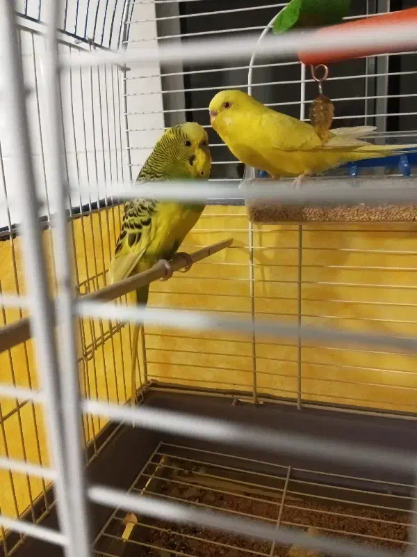 مرغ عشق|پرنده|دیواندره, |دیوار