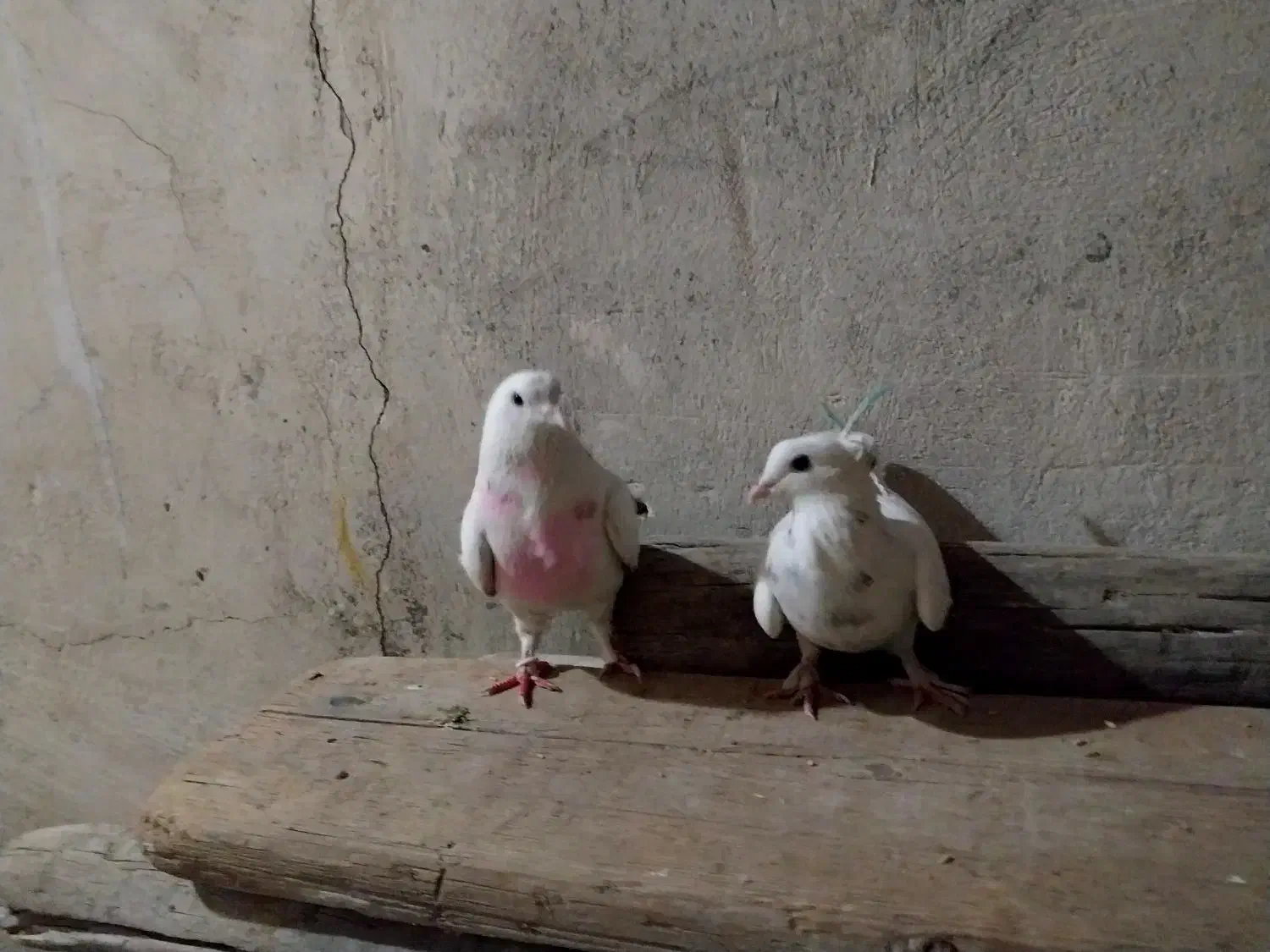 کفتر|پرنده|قم, باغ شریفی|دیوار