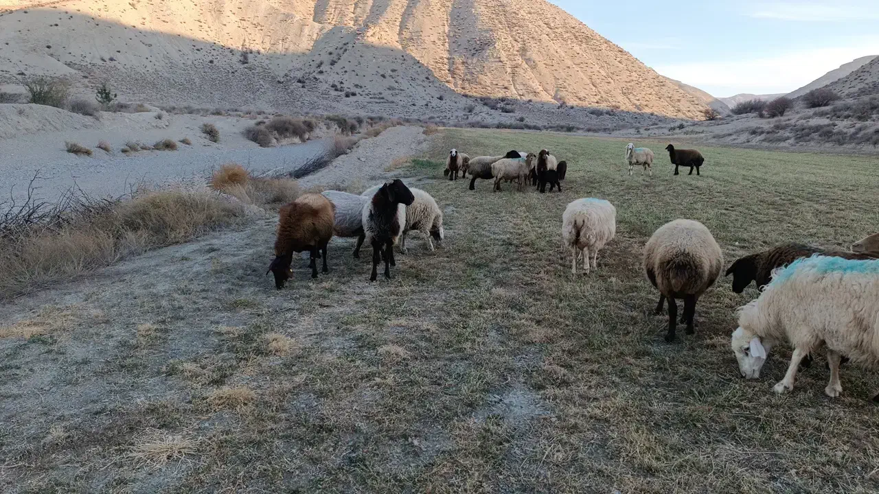 قوچ همو|حیوانات مزرعه|شیروان (خراسان), |دیوار