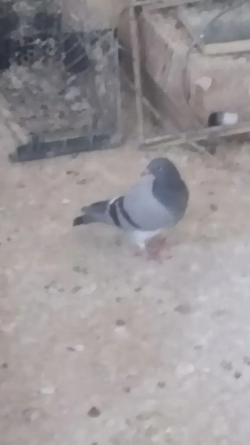 کبوترپلاکی وجوجه|پرنده|ایذه, |دیوار