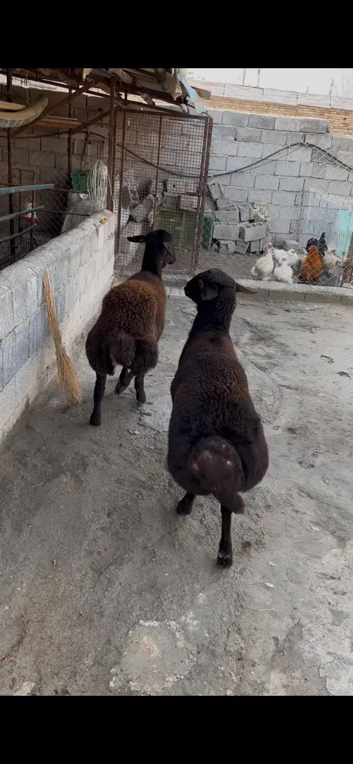 گوسفند نر|حیوانات مزرعه|ارومیه, |دیوار