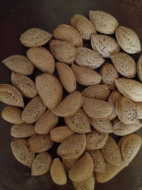 بادام|خوردنی و آشامیدنی|حمیدیا, |دیوار