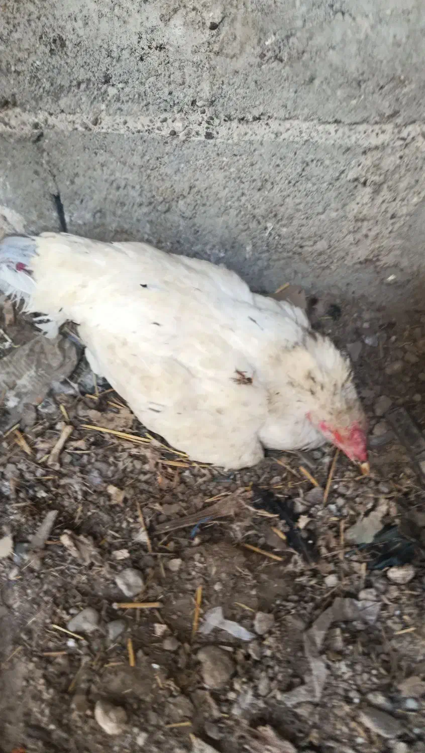 ماده کرچ بدون تخم|حیوانات مزرعه|میناب, |دیوار