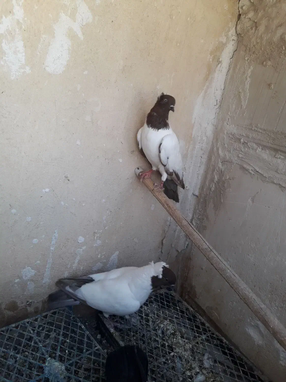 پرستویی سرخ نر|پرنده|قم, در بهشت|دیوار