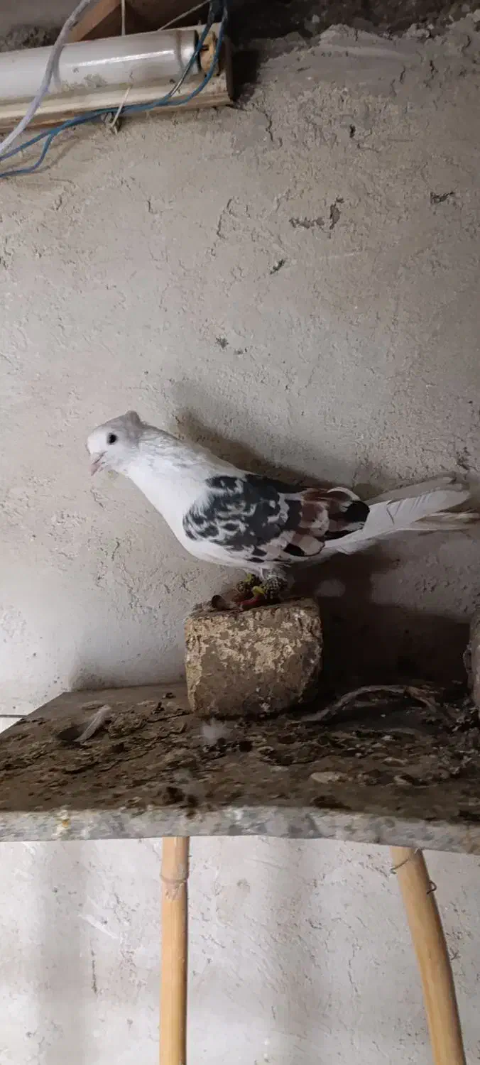 نر پلنگ..|پرنده|خرم‌آباد, |دیوار