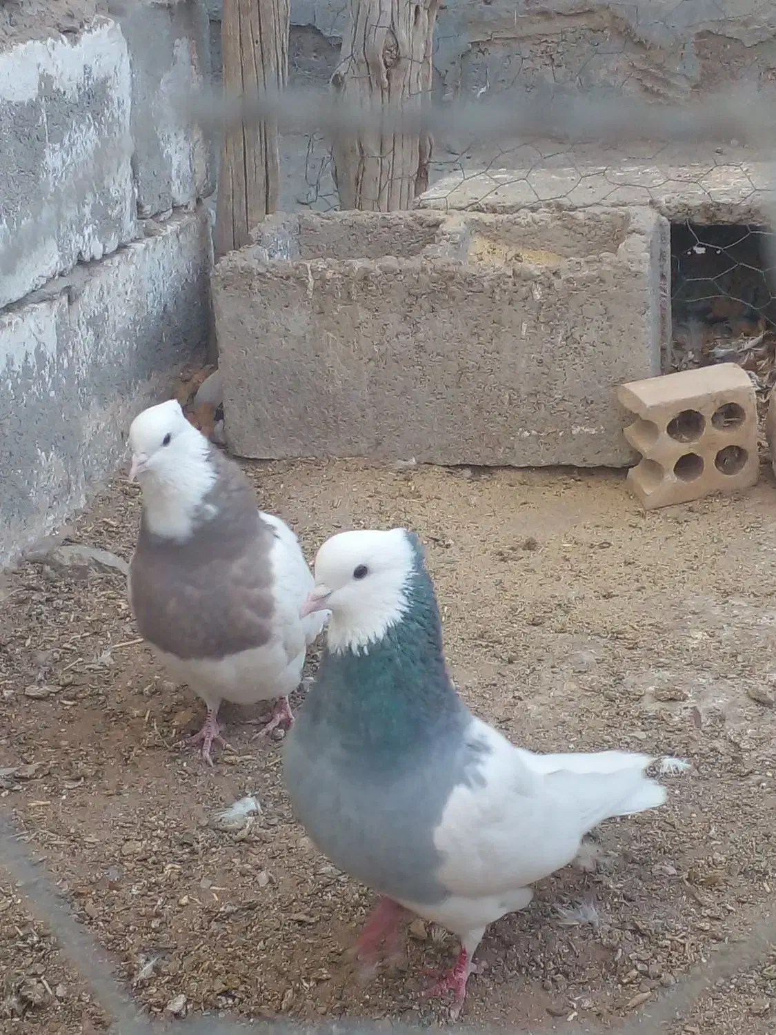 جفت طوقی عروسک|پرنده|کوهبنان, |دیوار