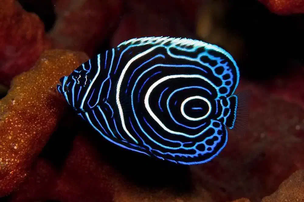 ماهی اب شور ابشور .جراح. فرشته . و غیره|ماهی|تهران, امیر بهادر|دیوار