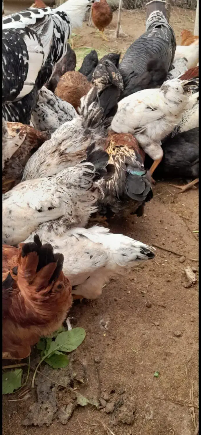 فروش مرغ و خروس|حیوانات مزرعه|رودسر, |دیوار