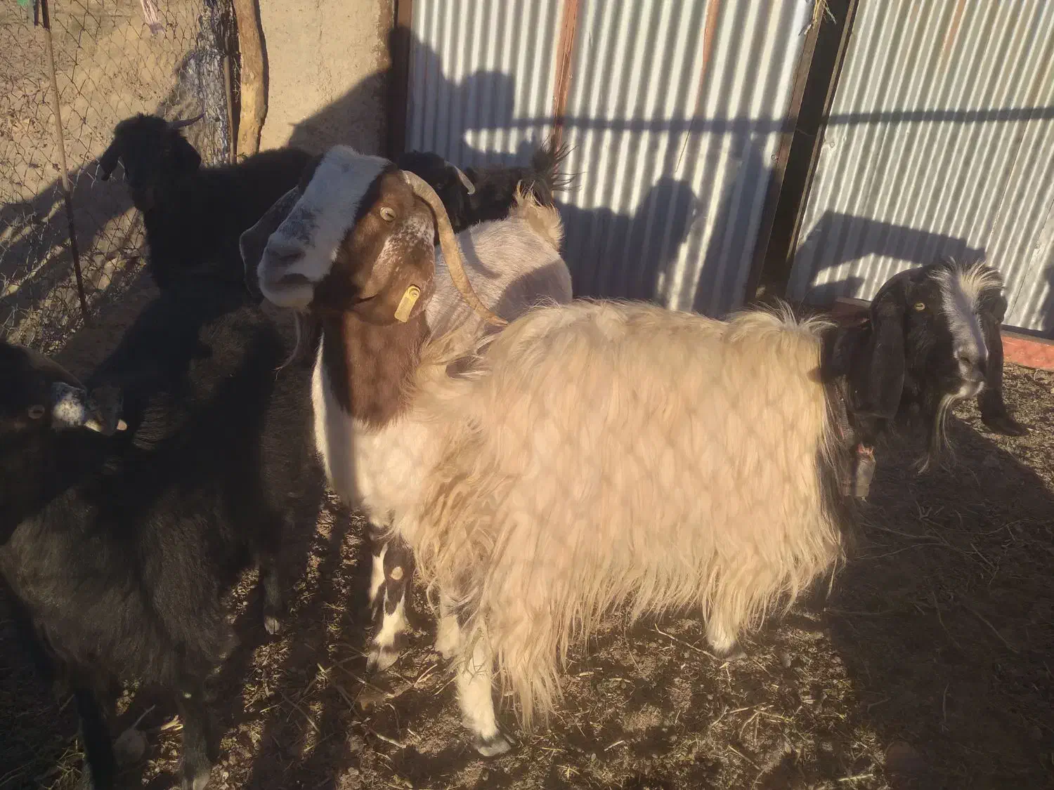 بزدورگه|حیوانات مزرعه|مود, |دیوار