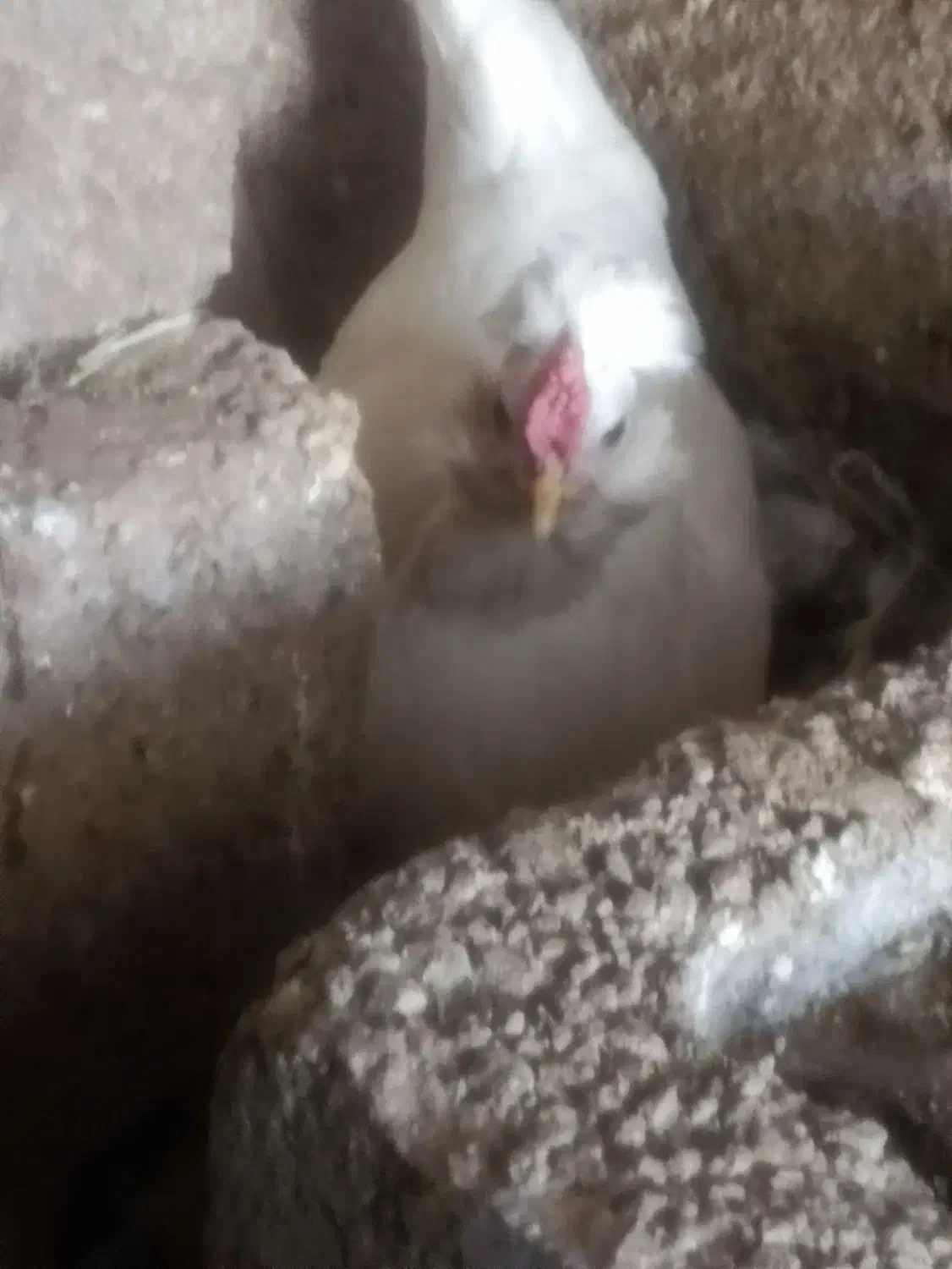 فروش دوعدد مرغ گلین با خروس سیبرایت اصل|حیوانات مزرعه|رویدر, |دیوار