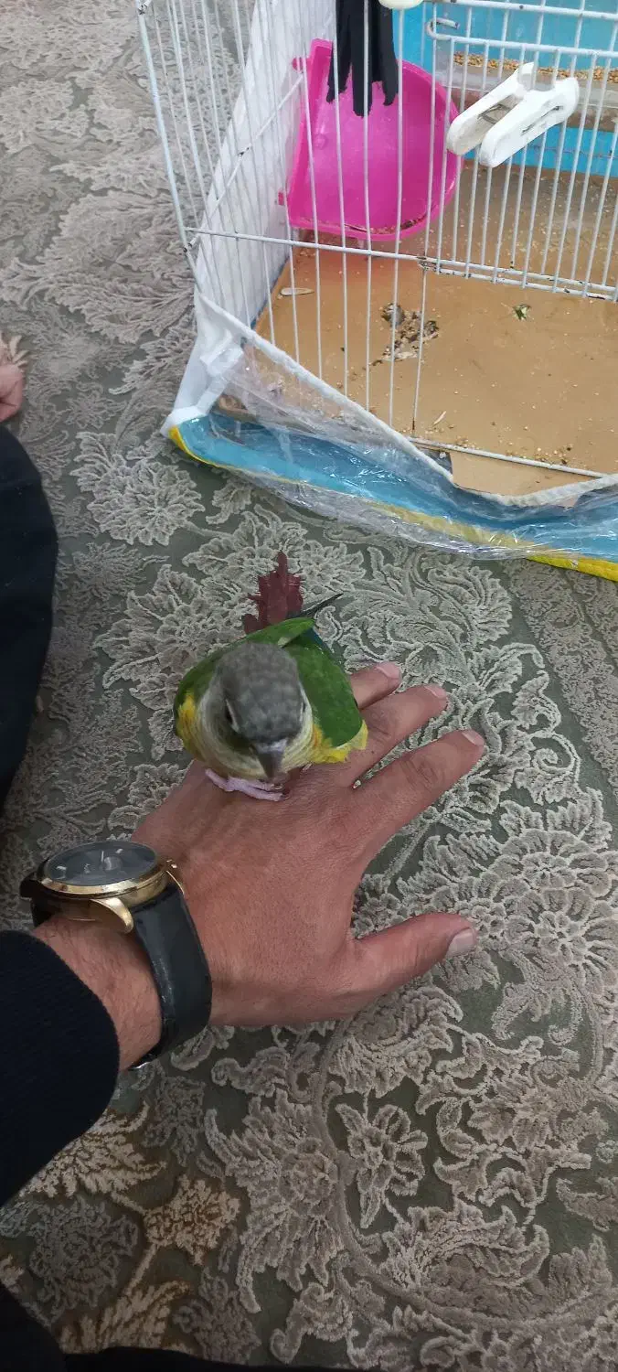 طوطی گرینچیک|پرنده|رضویه, |دیوار