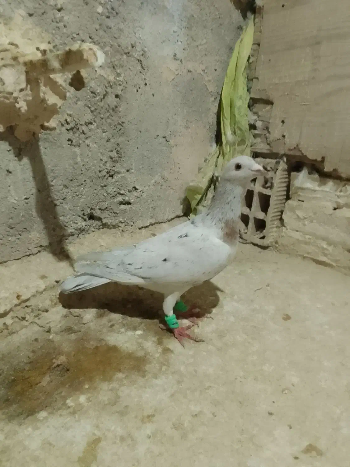 چهارتا حیوون|پرنده|قوچان, |دیوار