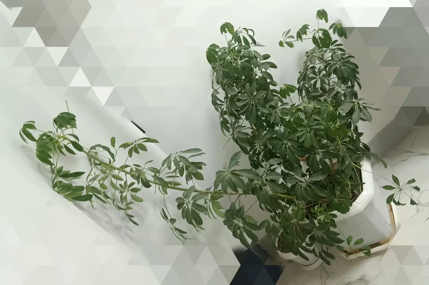 گل زیبا|گل و گیاه طبیعی|قیدار, |دیوار