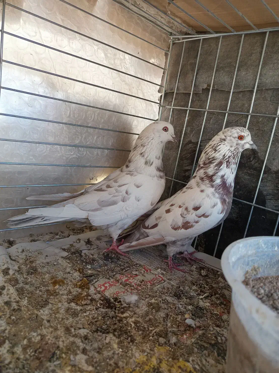 کفترپرشی|پرنده|یزد, |دیوار