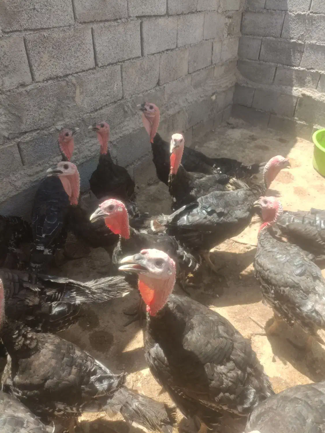 بوغلمون برنزه .جوان وسرحال|حیوانات مزرعه|رضویه, |دیوار