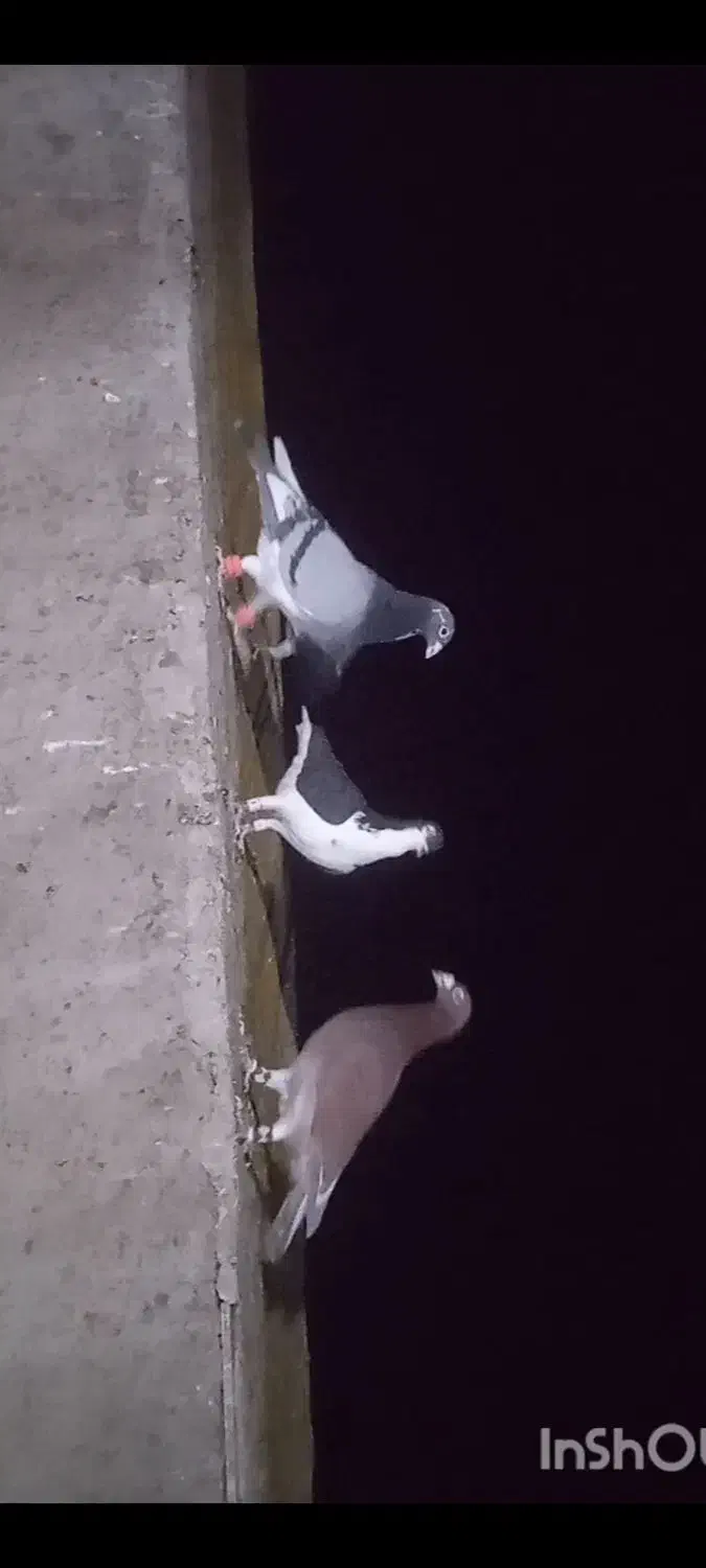 گمشده|پرنده|سبزوار, رباط|دیوار