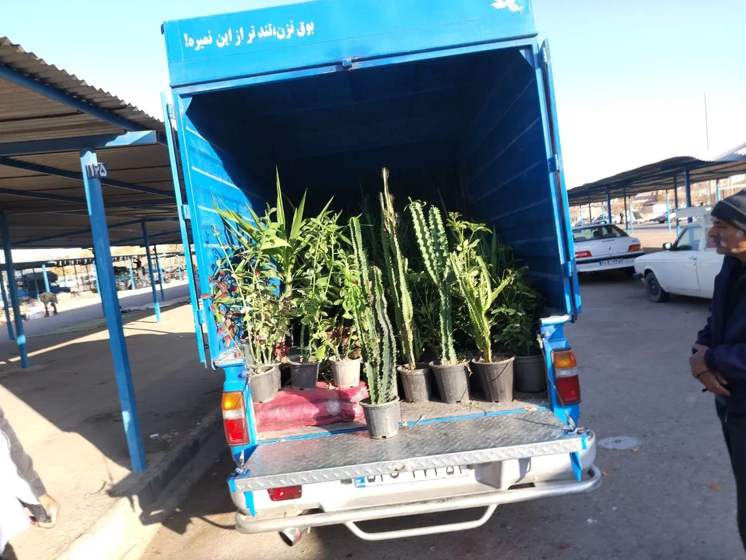 حراج انواع گلهای آپارتمانی وبیرونی|گل و گیاه طبیعی|بیرجند, |دیوار