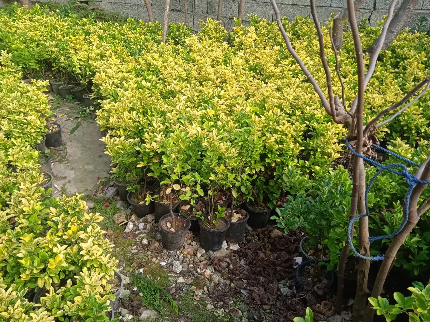 شمشاد طلایی|عمدهفروشی|چابکسر, |دیوار