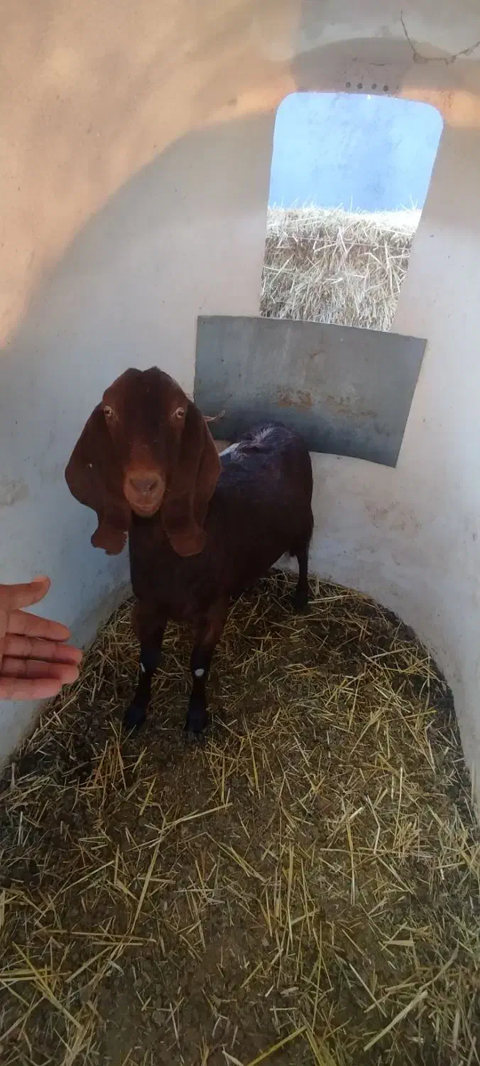 بز ماده|حیوانات مزرعه|چناران, |دیوار