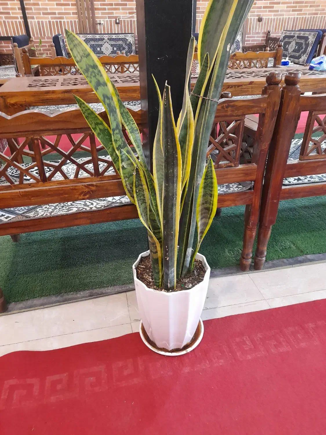 گل آپارتمانی سانسوریا دیفن باخیا شلفرا|گل و گیاه طبیعی|باقرشهر, |دیوار