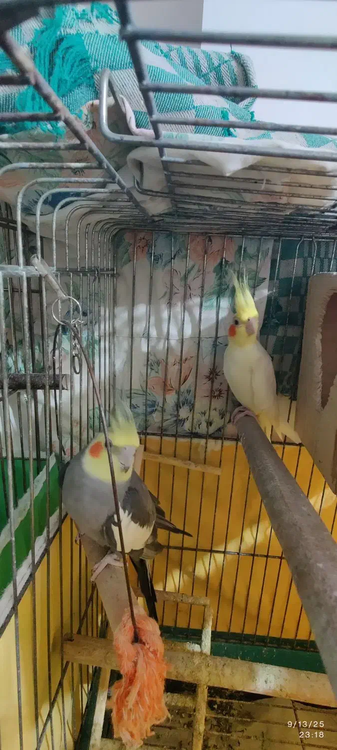 تعدادی طوطی عروس لوتینو و طویی|پرنده|ساری, |دیوار