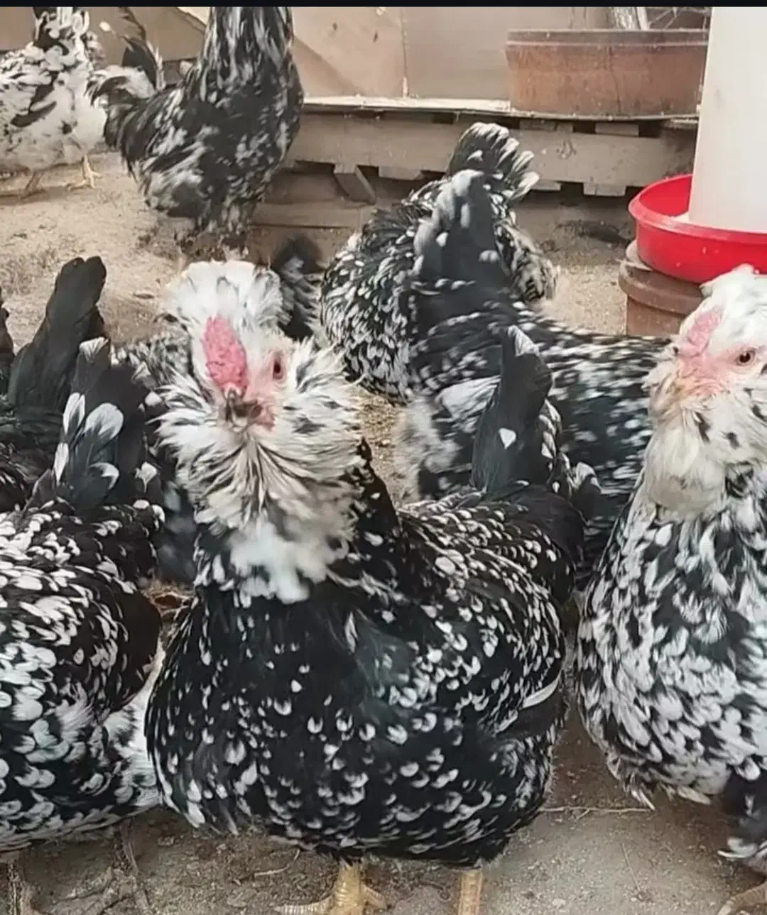 تخم مرغ گلین فول فول|حیوانات مزرعه|مرودشت, رامجرد یک|دیوار