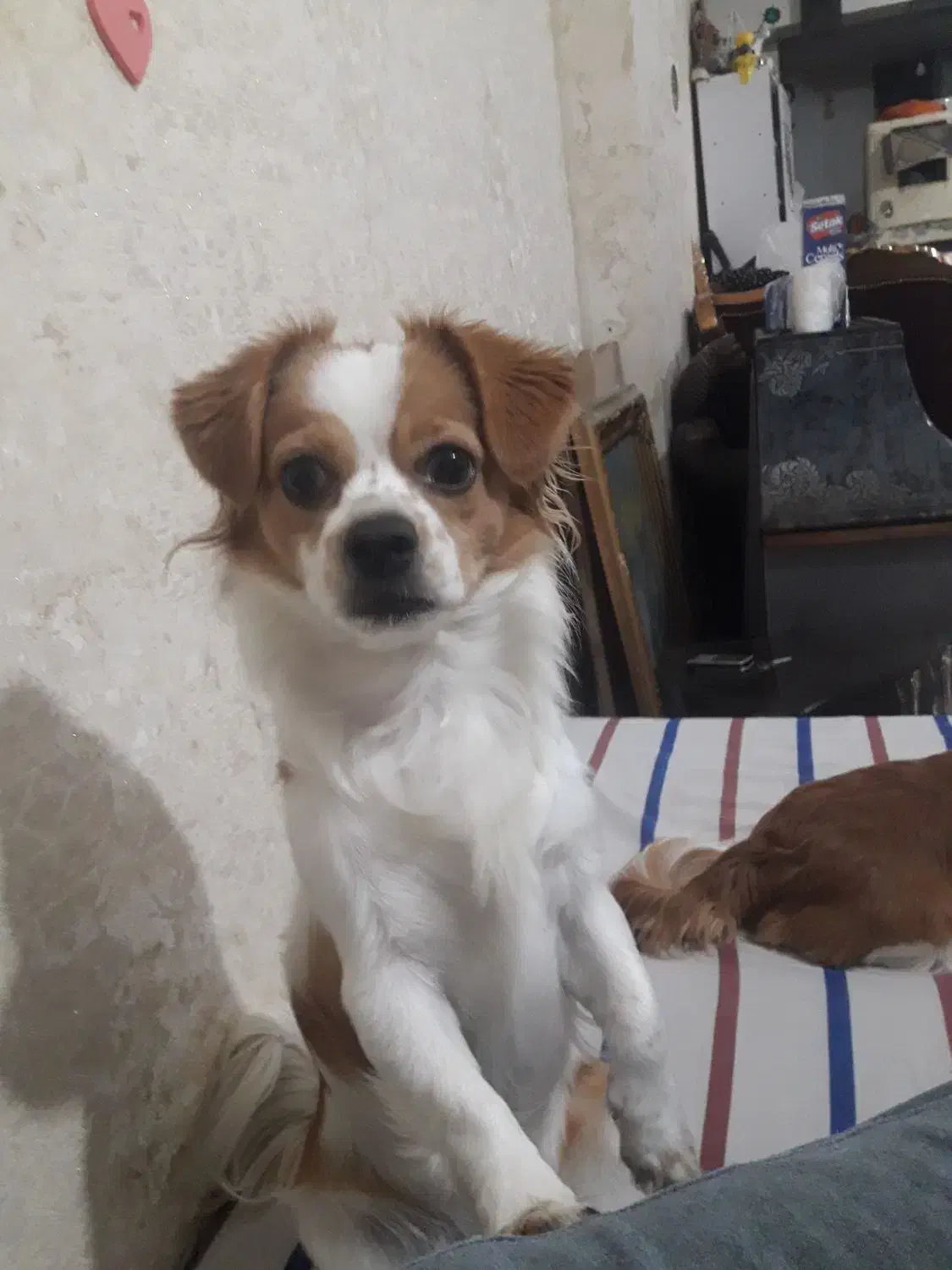 به دلیل مهاجرت‌دوتاپامر روباهی اصیل|سگ|مشهد, رستگار|دیوار