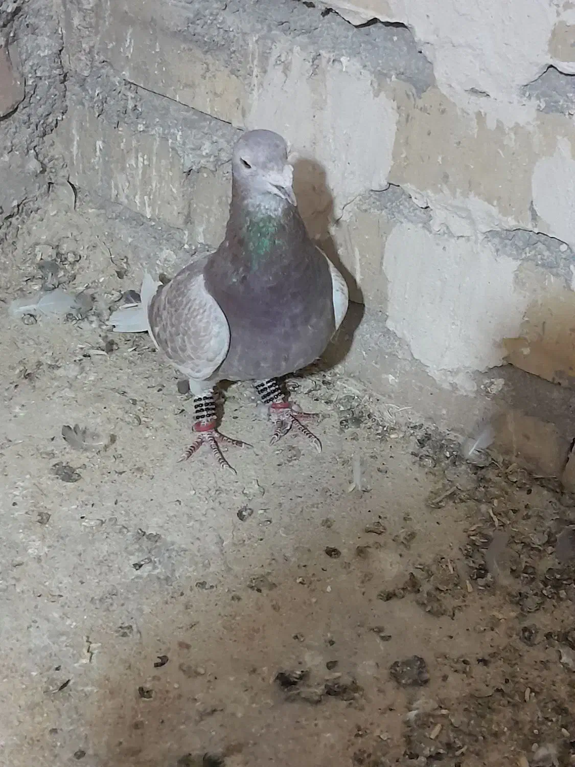 کفتر یا کبوتر|پرنده|تایباد, |دیوار