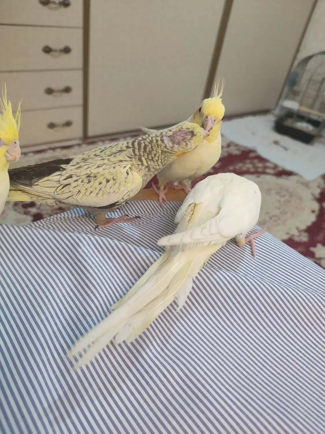 یه جفت عروس هلندی مولد|پرنده|اسلامشهر, شهرک مهدیه|دیوار