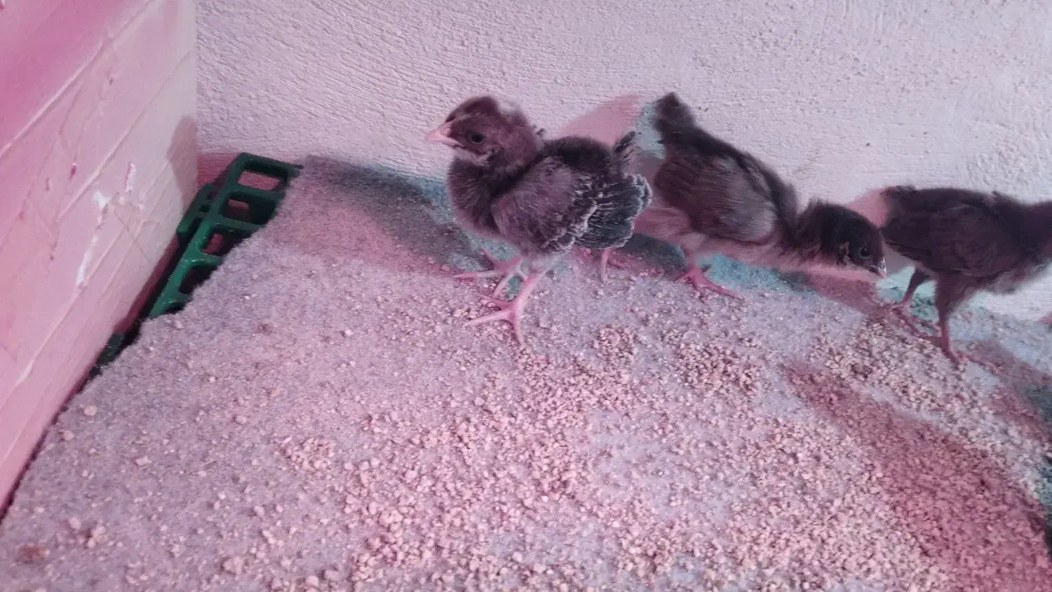 جوجه یک روزه تا یک ماهه|حیوانات مزرعه|شیراز, پودنک|دیوار