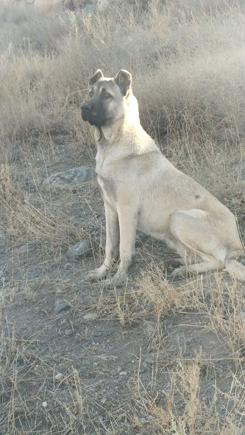 سگ ماده|سگ|مشگین شهر, |دیوار