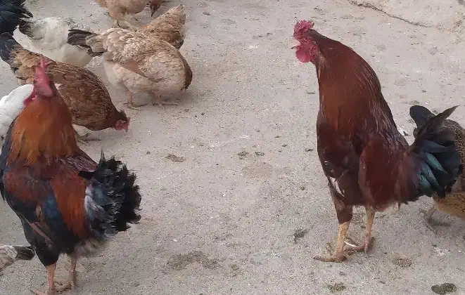 خروس محلی|حیوانات مزرعه|بیرانوند, |دیوار