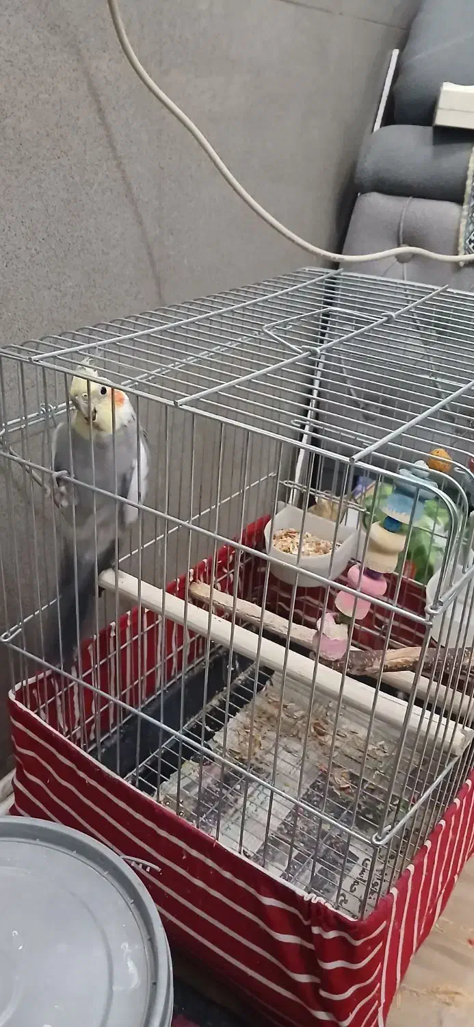 عروس هلندی|پرنده|ری, دولت‌آباد|دیوار