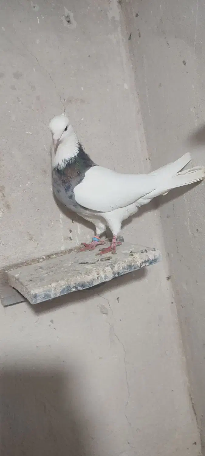 سرور کلفه|پرنده|اردبیل, |دیوار