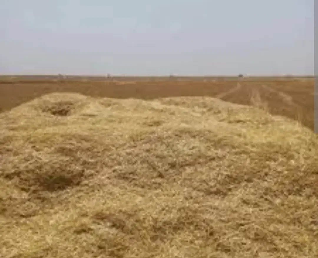 کاه گندم|حیوانات مزرعه|کوهدشت, |دیوار