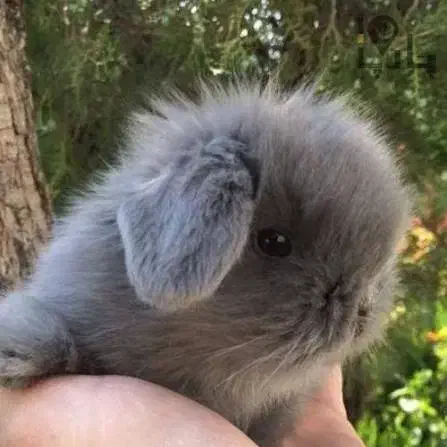 کلینیک تخصصی خرگوش مینی لوپ مینیاتوری اخذشناسنامه|موش و خرگوش|کرمان, |دیوار