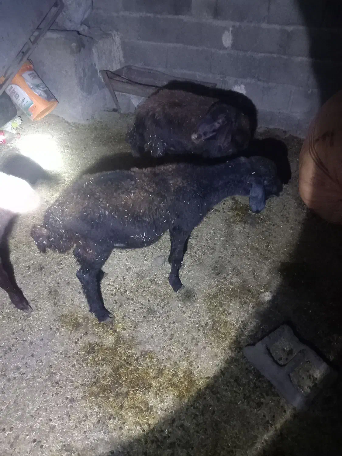 ۳عدد بره|حیوانات مزرعه|گنبد کاووس, |دیوار