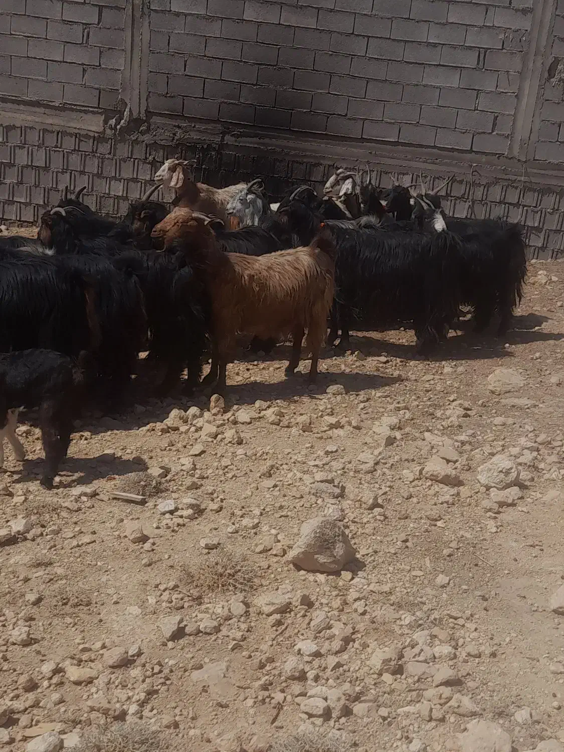 بز کهره دار و آبستن ترکی مودار|حیوانات مزرعه|شیراز, غدیر شمالی|دیوار