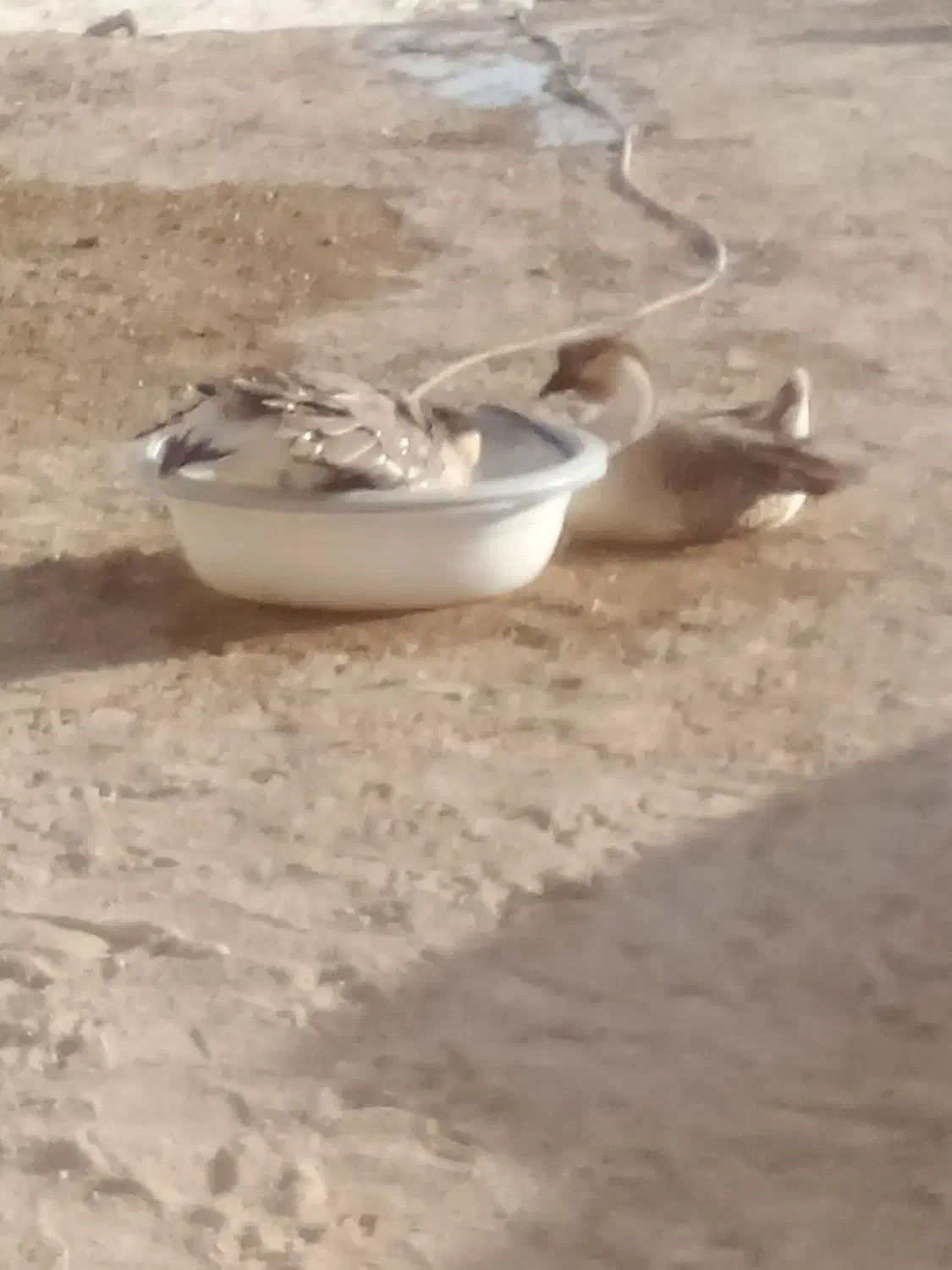 غاز نر رو ماده|حیوانات مزرعه|هامون, |دیوار