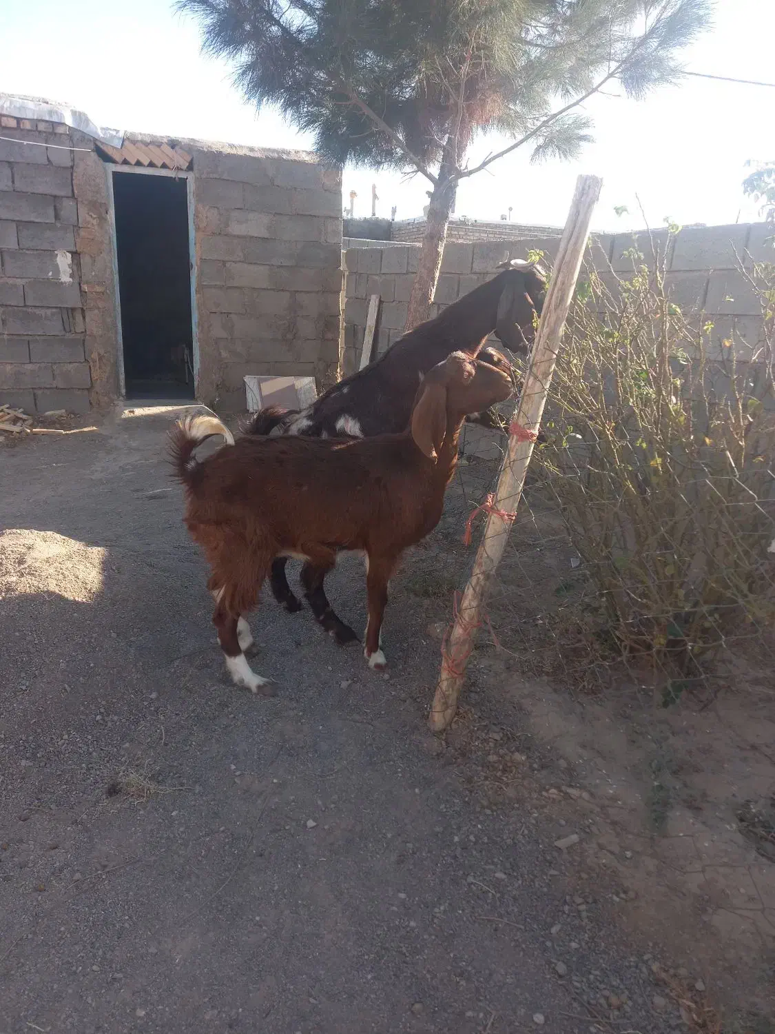 بز و بزغاله|حیوانات مزرعه|تربت جام, کاریز نو سفلی|دیوار