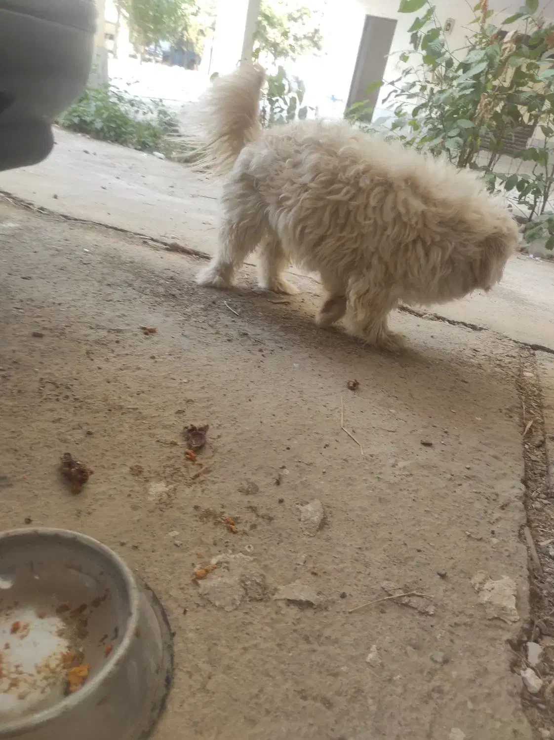 سگ پاکوتاه .نژاد تریر ماده|سگ|مینودشت, |دیوار