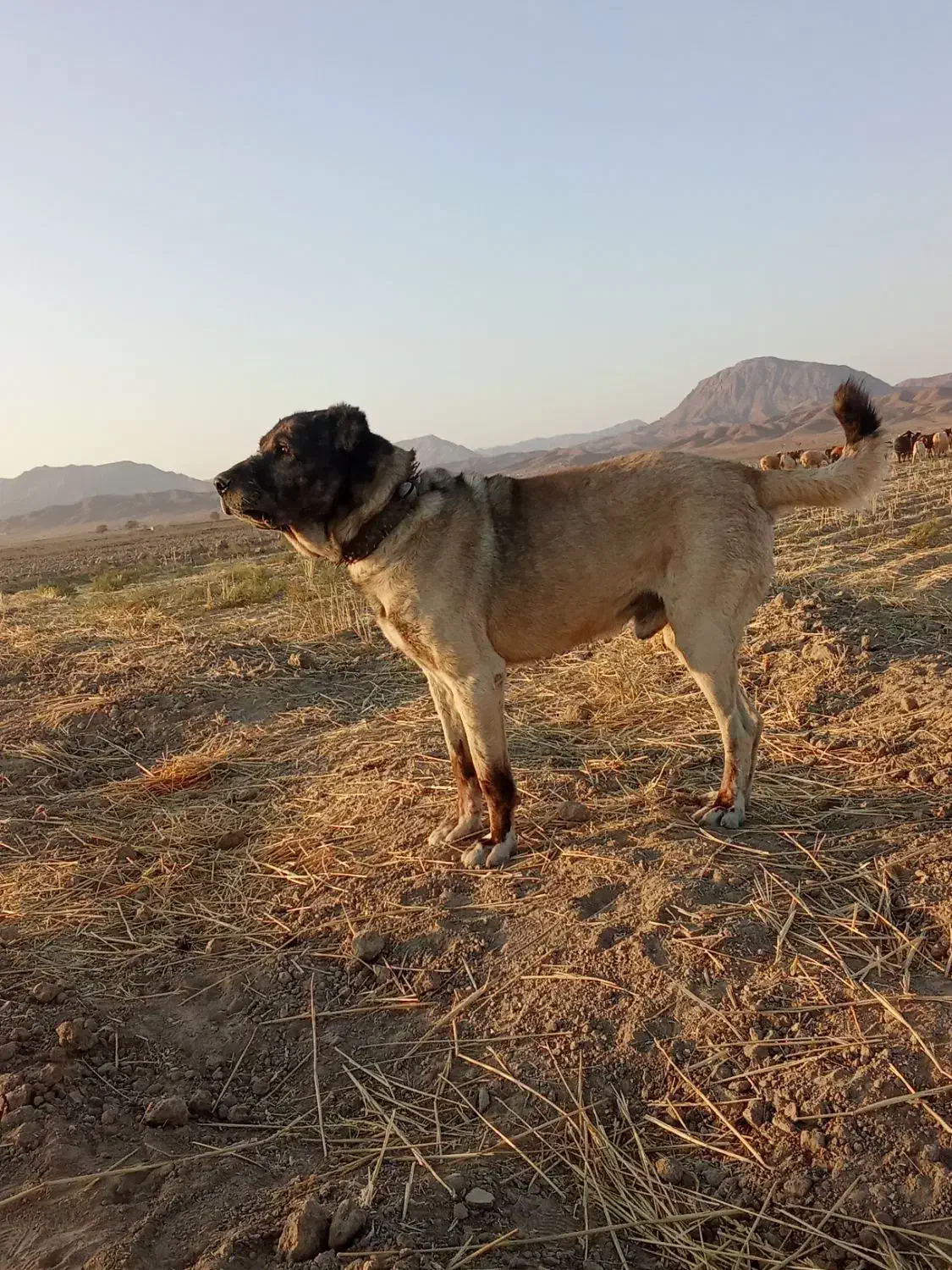 سگ‌گله‌ای|سگ|نیمبلوک, |دیوار