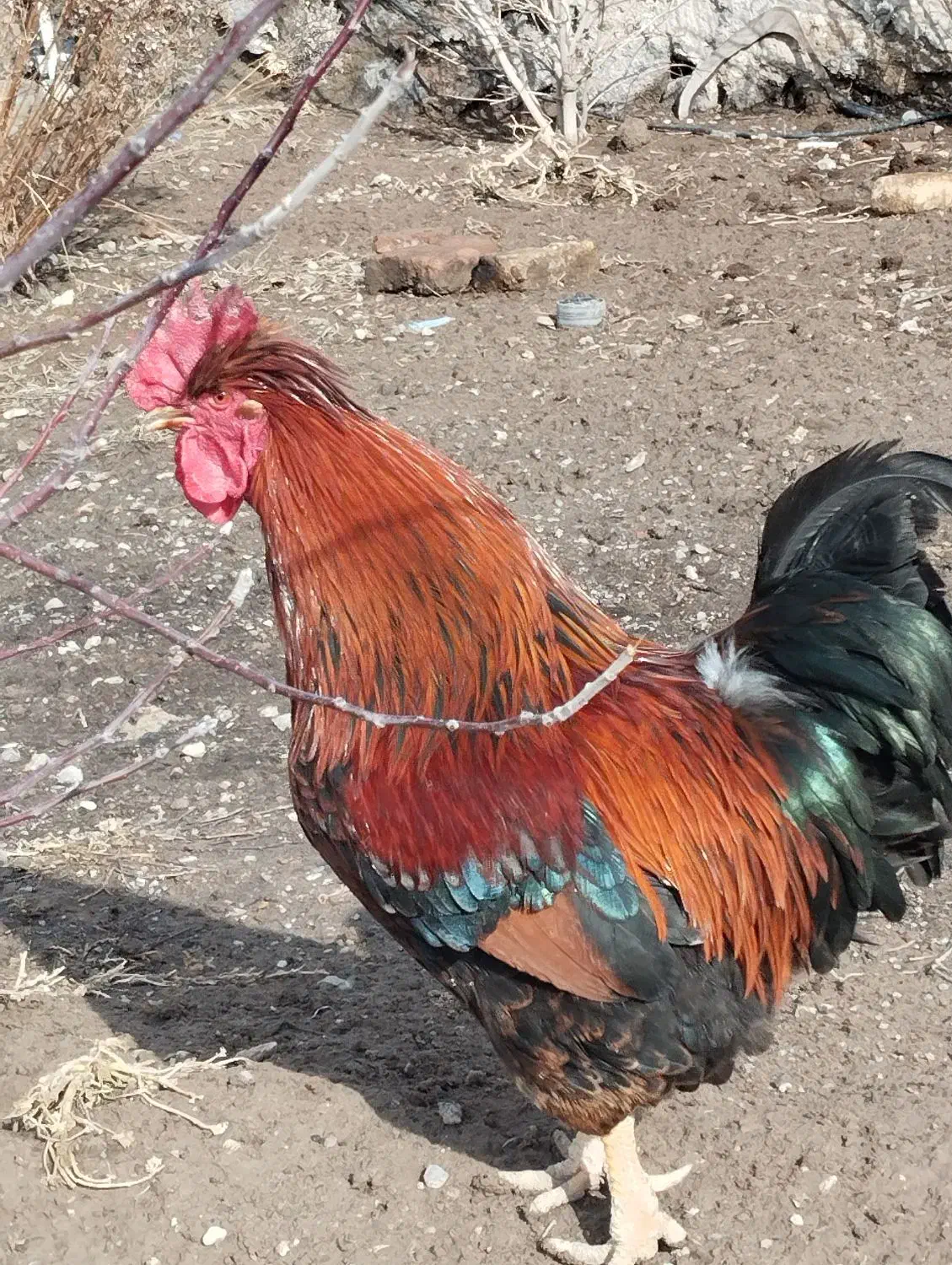 خروس مرغ بوقلمون|حیوانات مزرعه|اردبیل, |دیوار